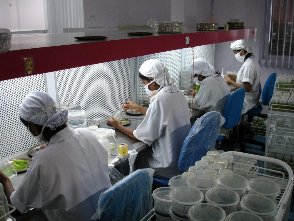 Laminar-flow cabinets in the BLOOMZ tissue culture laboratory