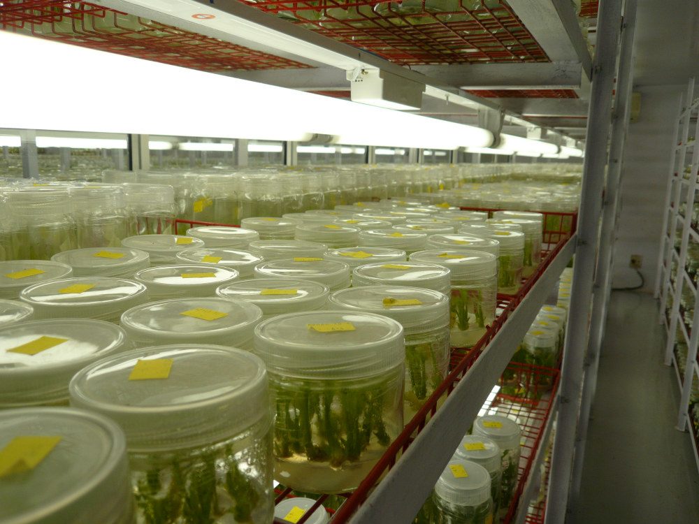 Growth room with racked plantlets under lights
