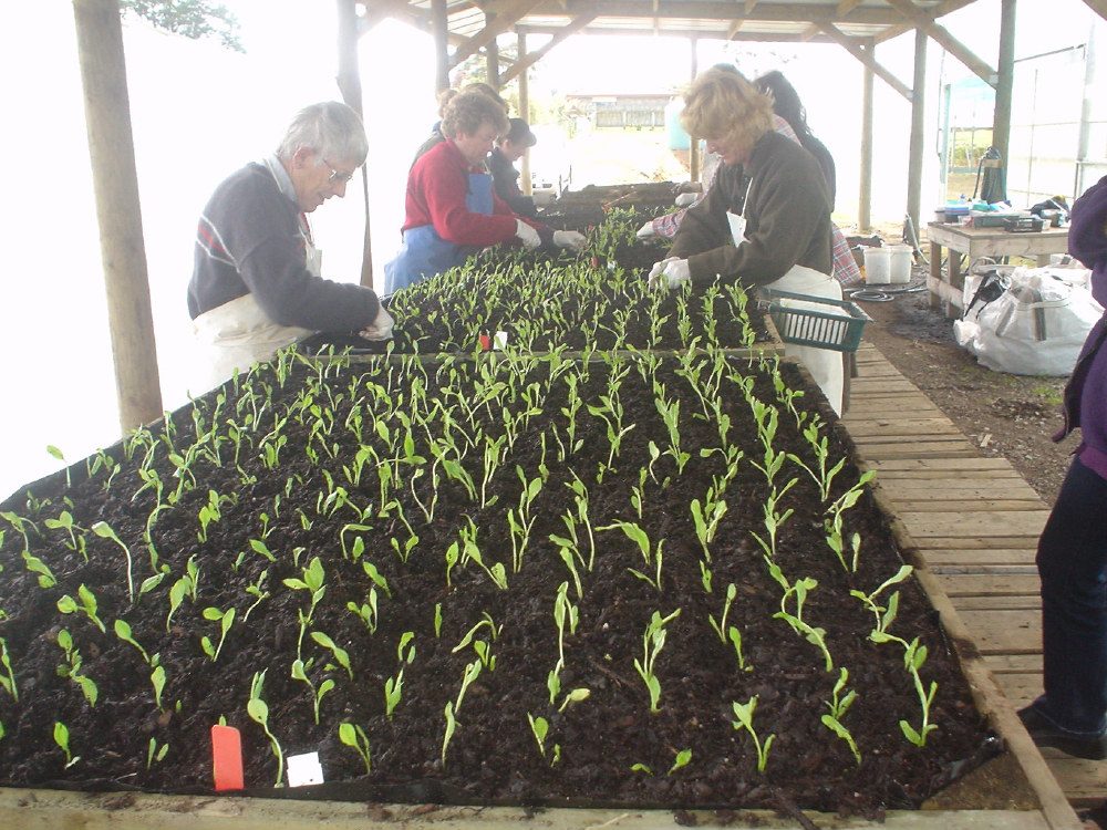 Plantlets being planted out into trays